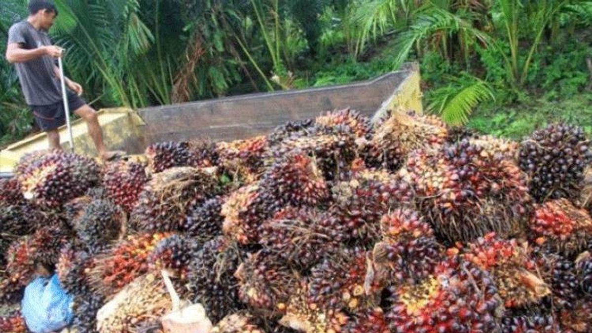 Oil Palm Farmers Suspect CPO Exports Are Difficult Just The Entrepreneur's Reason To Press FFB Prices