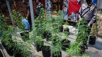 Director Of Narcotics Police Calls Marijuana In Indonesia Still Narcotics Category I