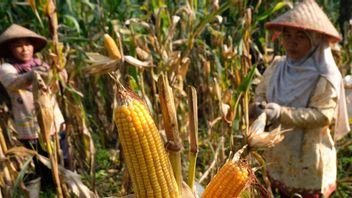 Bulog Affirms Ready To Absorb Farmers' Corn In Accordance With HPP Rp4,200 Per Kilogram