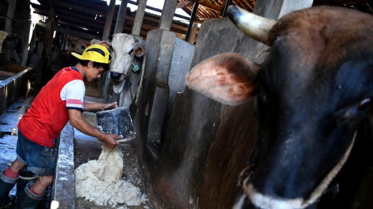 15 Témoins Interrogés Par La Police Sur L’achat De Milliards De Vaches à Aceh