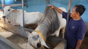964 公斤牺牲牛从乔科维为帕里吉穆通， 中苏拉威西