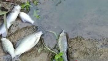 Ikan di Aliran Sungai Air Hitam Sering Mati, DLH Mukomuko Baru Melakukan Pengecekan