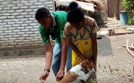 Warga Lembata NTT Pemilik Anjing Belum Divaksin Rabies Diminta Segera Lapor Nakes Hewan