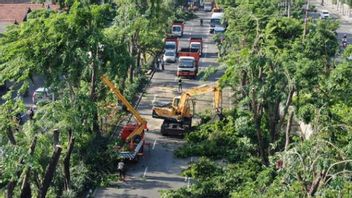 Weather In Surabaya Is Not Friendly, Pangkas City Government Forhandled Tree