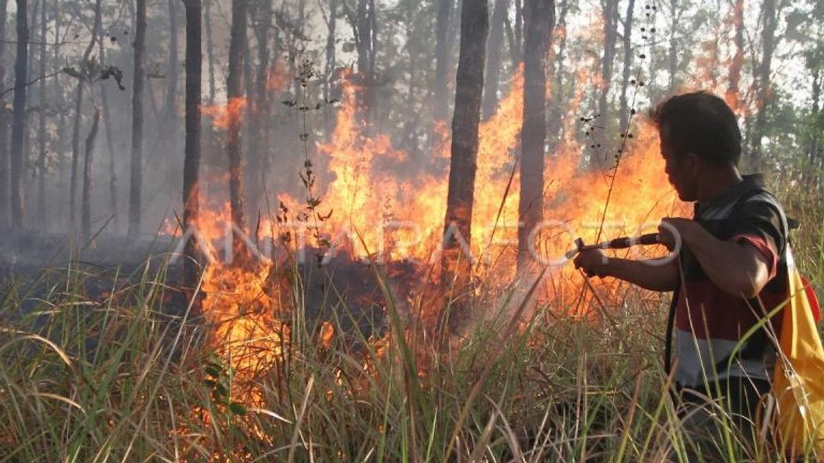 Perhutani Catat 8 Hektare Hutan di Lereng Gunung Lawu Terbakar