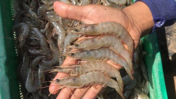 قطاع زراعة الأسماك في شرق آتشيه يفقد 12 مليار روبية بسبب الفيضانات