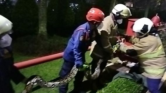 Two Days In A Row, A 3 Meter Long Python Was Caught By Firefighters