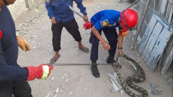 Ular Sanca Panjang 2 Meter Diamankan dari Saluran Air Rumah Warga