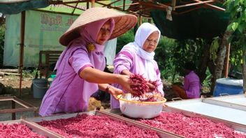 Berita Kulon Progo: Kelompok Wanita Tani Kulon Progo Peroleh Pembinaan Agribisnis