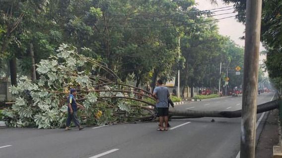 Pohon Tumbang di Depan Universitas Pancasila, Pengendara Motor Cari Jalan Alternatif