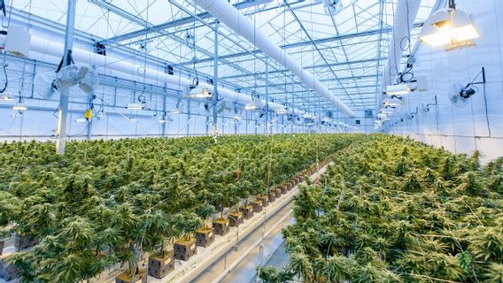 Un Ancien Abattoir Prêt Pour La Première Récolte Légale De Marijuana à Grande échelle, Alors Que L’Allemagne Prévoit D’autoriser L’utilisation à Des Fins Récréatives