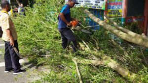 Siswi SMP Tewas Tertimpa Pohon Saat Tunggu Jemputan di Depan Sekolah