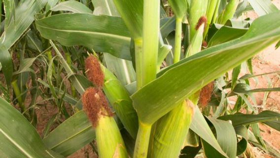 How To Cultivat Sweet Corn From Land Preparation To Harvest