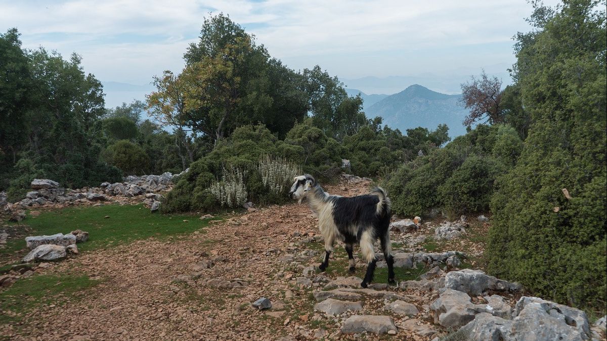 Government Tightens Surveillance, Turkey's Wild Goat Population Grows Fast