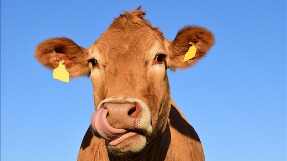 Ada Penyakit Sapi Gila, Brasil Hentikan Ekspor Daging ke China