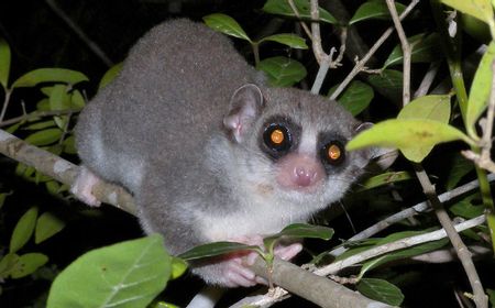 Menguak Potensi Manusia Berhibernasi lewat Lemur, Mungkinkah?