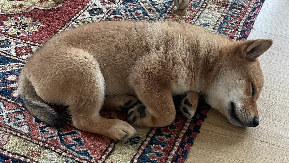Shiba Inu Hits Highest Price Point, Up 46 Percent In Two Days