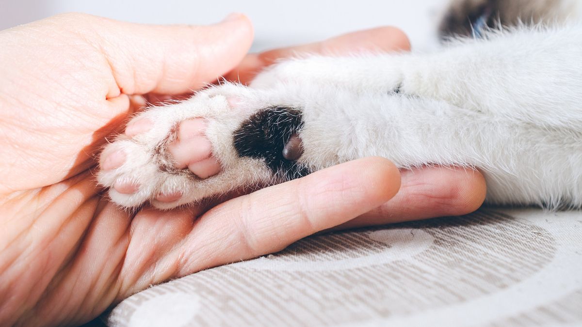 猫咪爱好者一定知道!您需要注意的猫疤痕病的识别