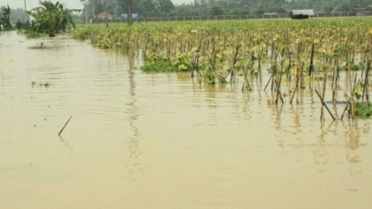 BNPB: Hundreds Of Hectares Of Plants In Central Lombok Damaged By Floods