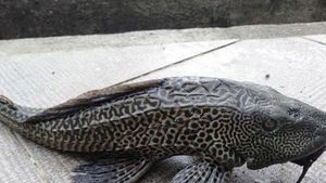 Kandungan Gizi Ikan Sapu-sapu: Protein hingga Asam Amino Esensial