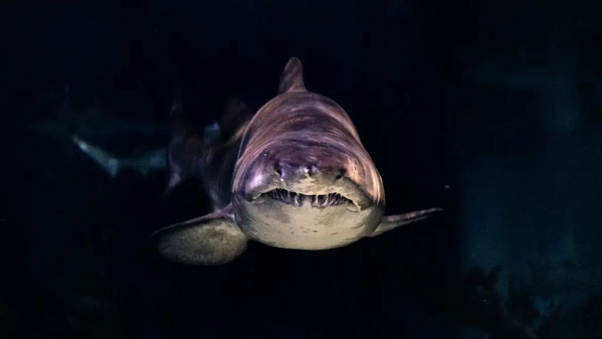 أسماك القرش سيرانج رجال السباحة على شاطئ سان دييغو ، 1 إصابة خطيرة في ديكوياك في 3 نقاط