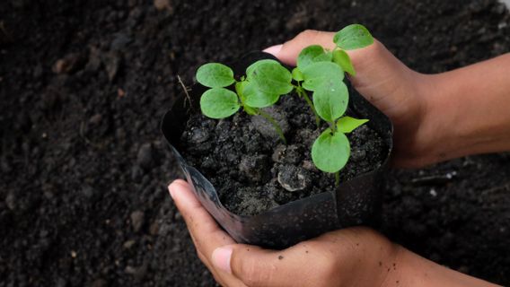 Du riz au banan, des exemples de plantes monocotylédones que nous rencontrons souvent