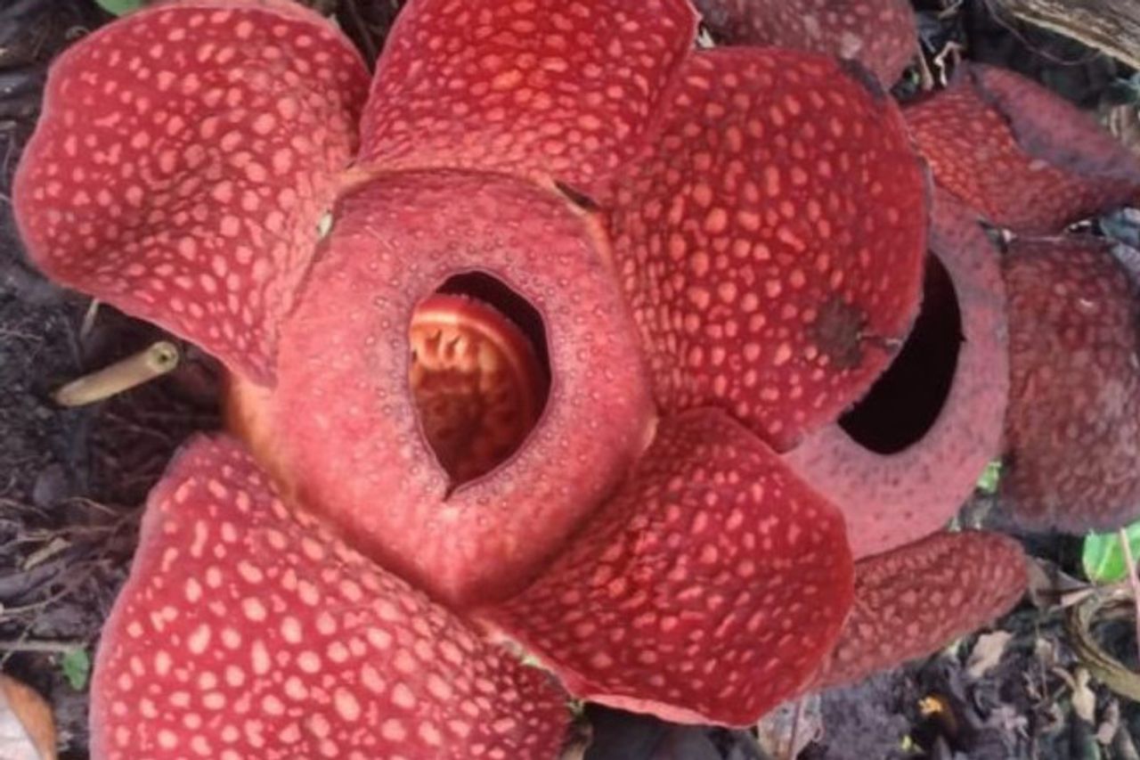 アガムの住民の庭に2つのラフレシアの花が咲く