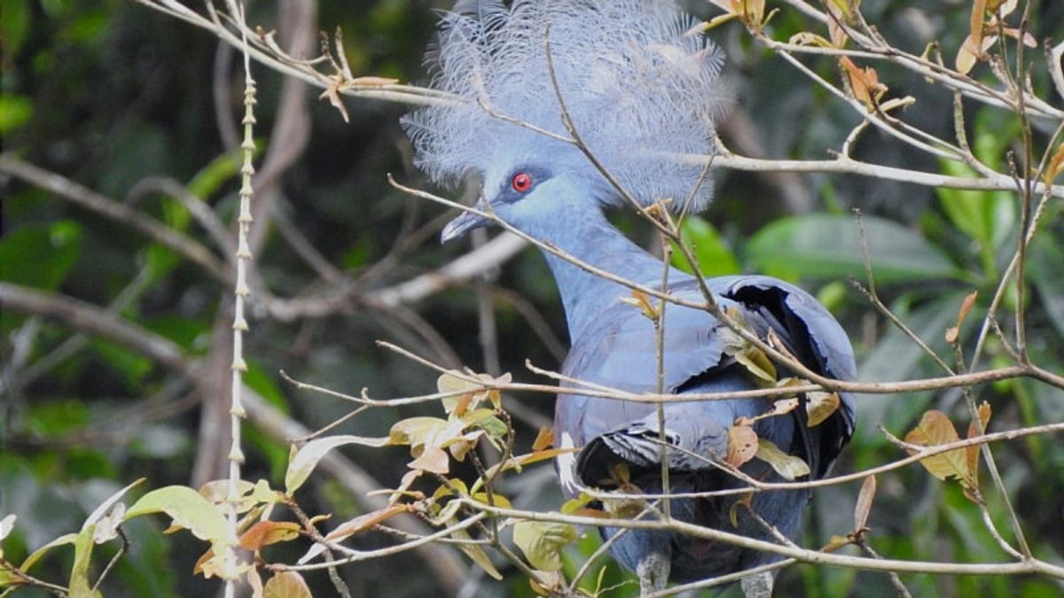 Sebanyak 37 Burung Endemik Papua Dilepas di Hutan Kawasan Markas Komando Armada III TNI AL Sorong