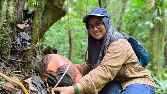 Trouvez 2 Bunga Rafflesia à CA Batang Palupuh Agam Sumbar, BKSDA: fleurs en quelques jours