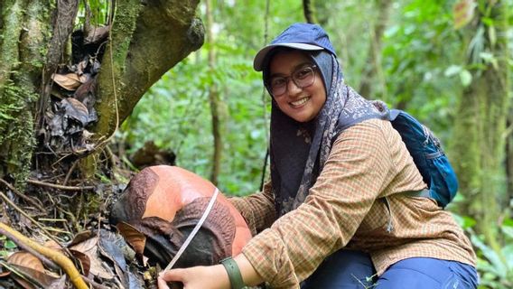 العثور على 2 زهور رافليسيا في CA Batang Palupuh Agam West Sumatra ، BKSDA: ازدهر بضعة أيام أخرى