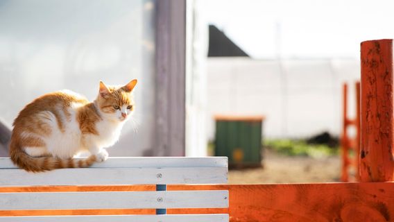 Kalau Kucing Liar Sering Datang ke Rumah, Lakukan 5 Hal Ini