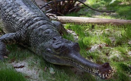 Seperlima Spesies Reptil Dunia Dianggap Terancam Punah, mulai dari Komodo hingga Kura-kura Galapagos