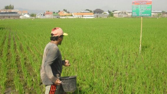 Optimizing The Agricultural Sector, Government Regulates Subsidized Fertilizer Distribution To Be Right On Target