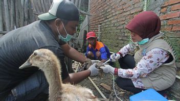 西爪哇DKPP推广“三斋”预防禽流感，要求农民立即报告发现突然死亡的鸟类