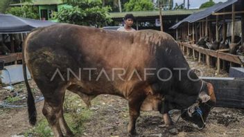 President Buys Limousin Cross Cows 859 Kilograms for Sacrifice in Ternate