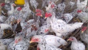 Jenis Ayam Petelur​ Lokal yang Bisa Menghasilkan Keuntungan