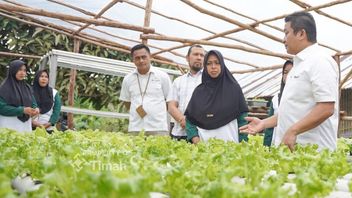 Strengthening Community Economy, PT Timah Intensifies The Hidroponic Women's Food Program In Sawang Laut