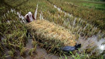 洪水によるアチェ南東部の746ヘクタールの米地の作物の不作