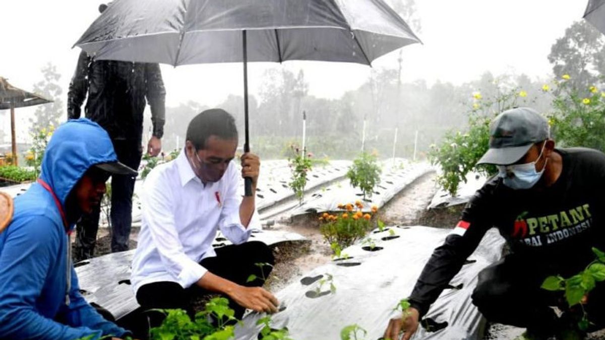 الرئيس جوكوي يزرع الفلفل الحار في وسط المطر في وونوسوبو