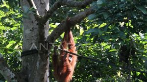 Polisi Aceh Tangkap 3 Orang Penjual Orang Utan yang Dimasukkan ke Tas Ransel