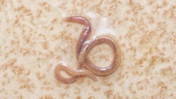 rénal : Quel est le nom de la symbiose dans le ruban adhésif avec le corps humain? Voici la réponse