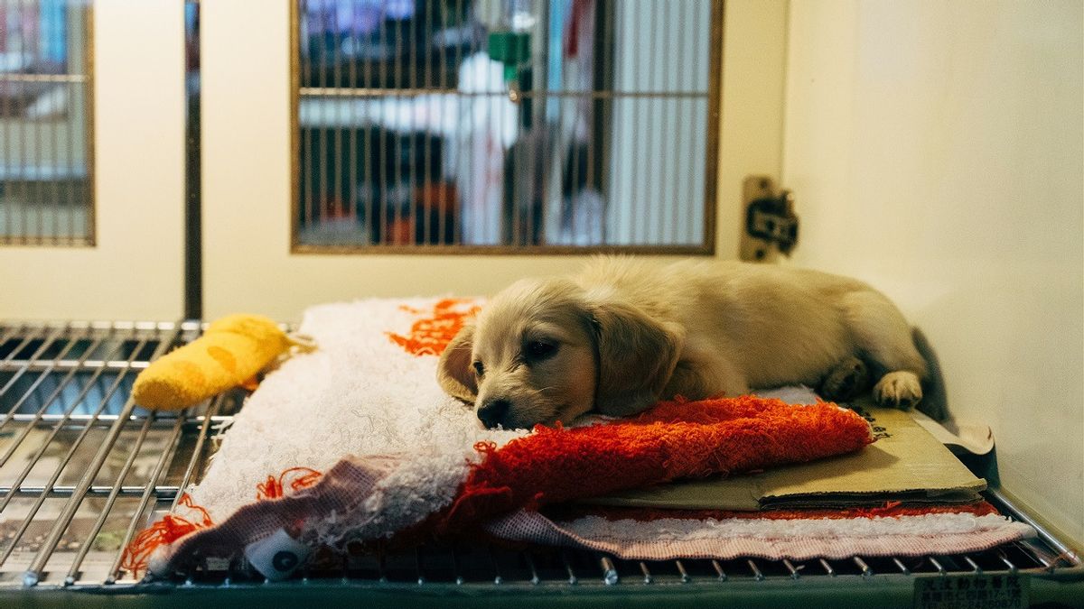 rés par la violence d’immigration, la police de Los Angeles a vu des animaux de compagnie