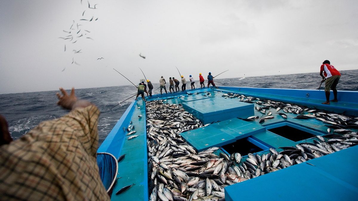Perubahan Iklim: Nelayan dan Chef Khawatirkan Cakalang Berlemak, Ancaman untuk Sushi Jepang