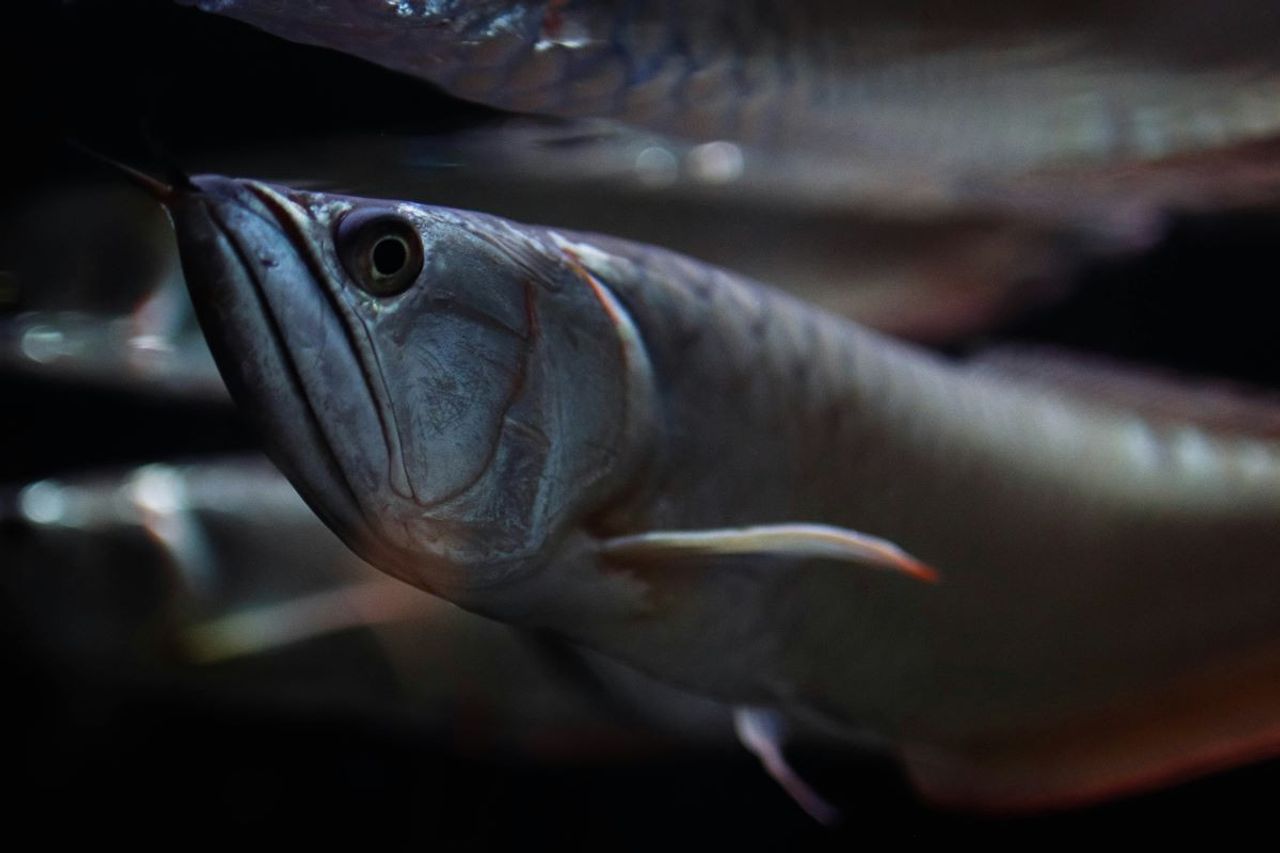 アルワナ魚の歴史:維持できる古代の魚