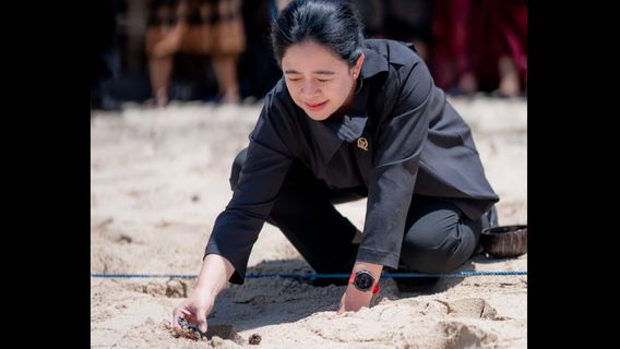 In Bali, Puan Maharani Plants Rice Together with Farmers Until She Leaves Hatching On Pandawa Beach