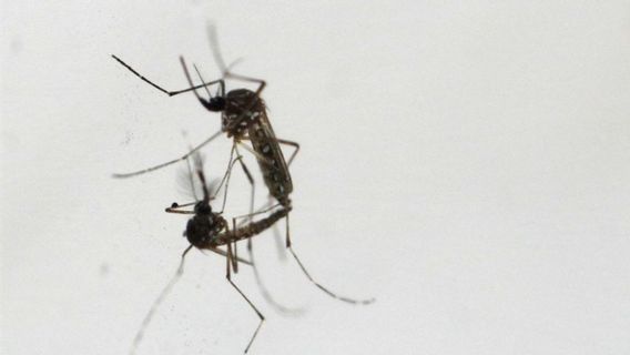 Fighting Dengue Outbreak, Wolbachia Mosquito Release In Bandung Will Be Expanded
