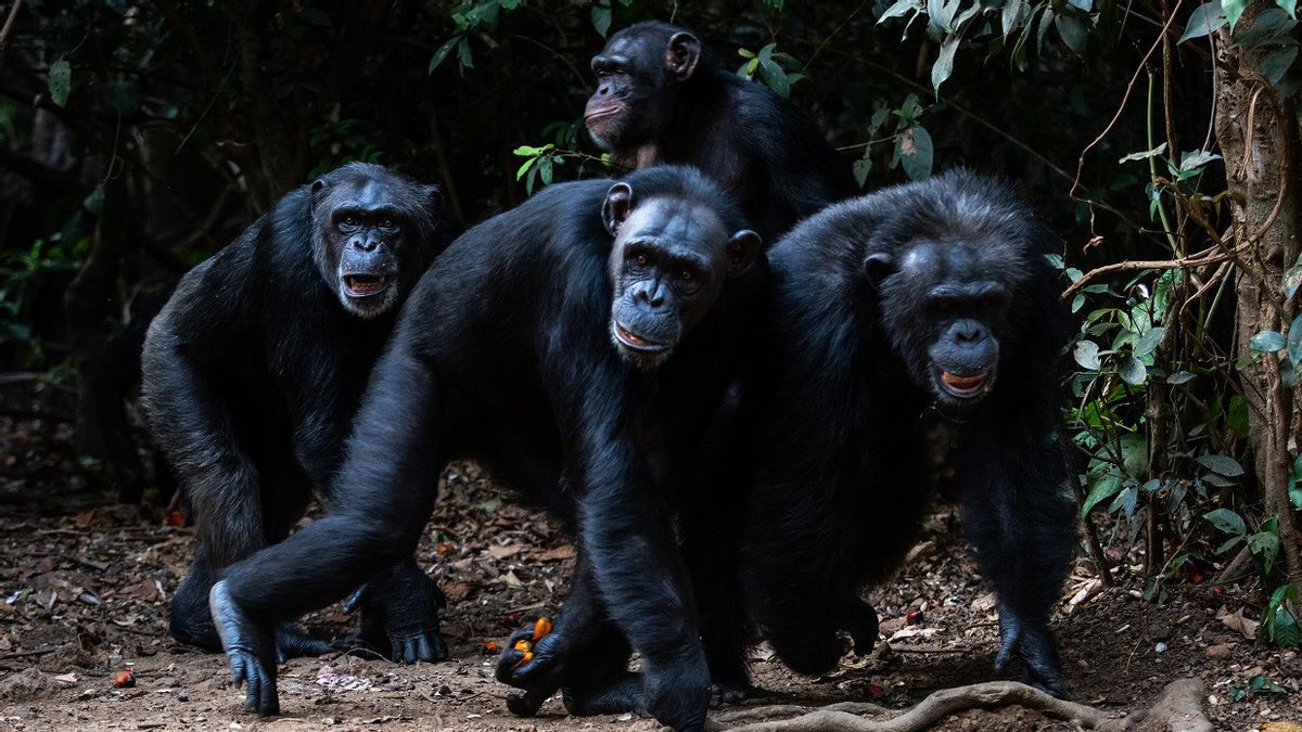 Une écrasante dans un centre d'étude après que des chimpanzés ont tué des bébés