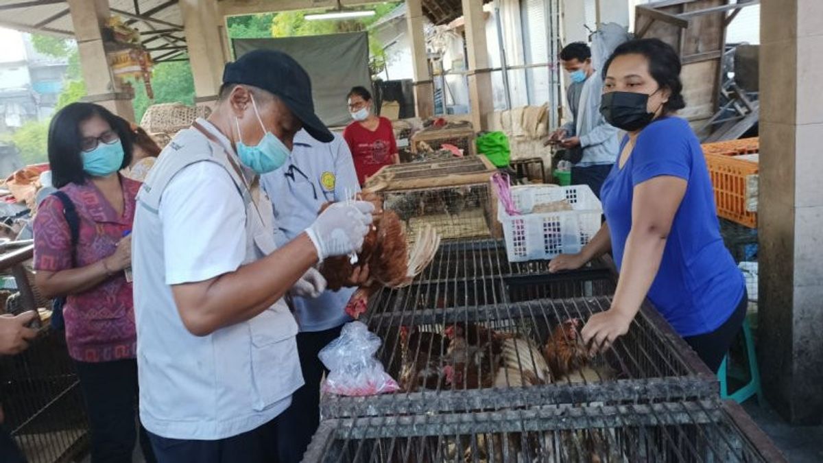 Distan Kota Denpasar Cek Unggas di Pasar Kumbasari, Antisipasi Penularan Flu Burung
