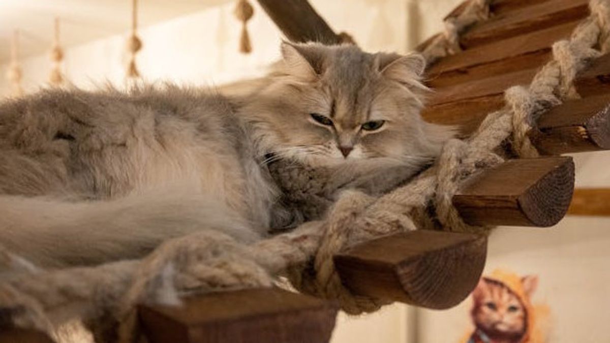 狗等中间猫吸食的10个原因,一次性吞食病