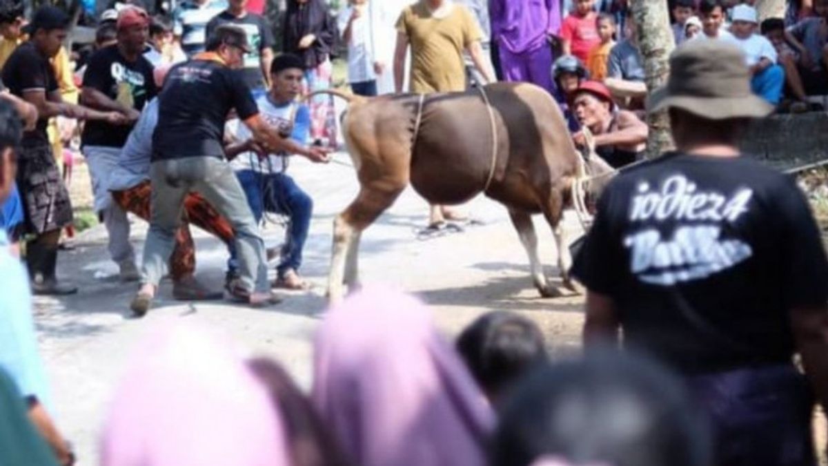 Officers Slaughtering Sacrificial Animals In Tanjungpinang Mandatory Antigen Test